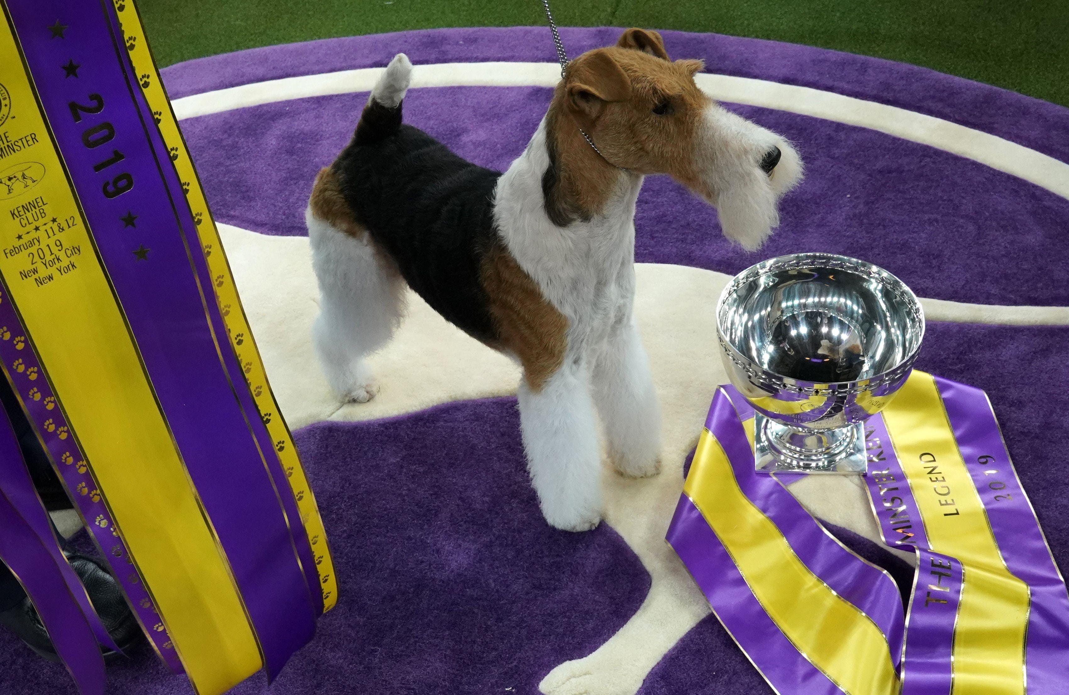 wire haired fox terrier kennel club